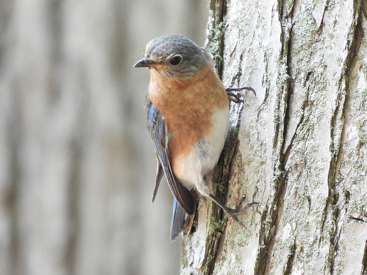 Eastern Bluebird - ML638039244