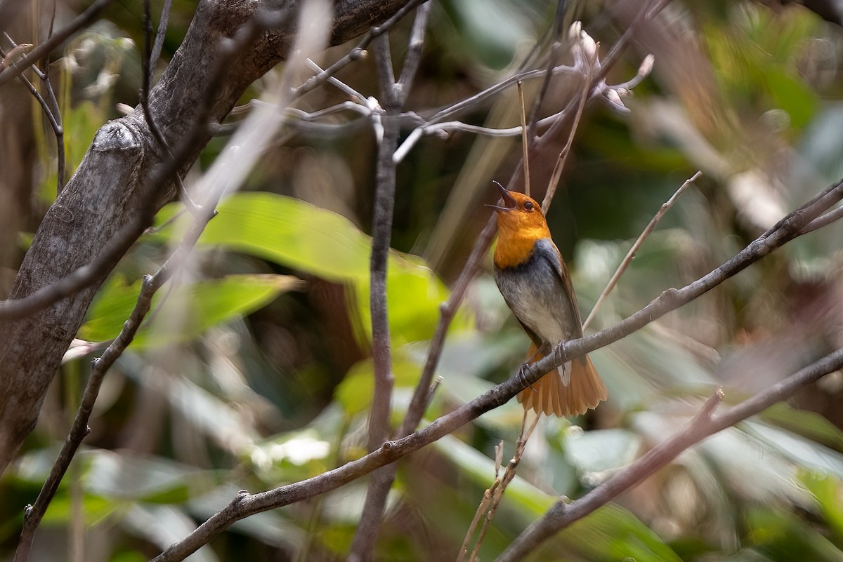 Japanese Robin - ML638039254