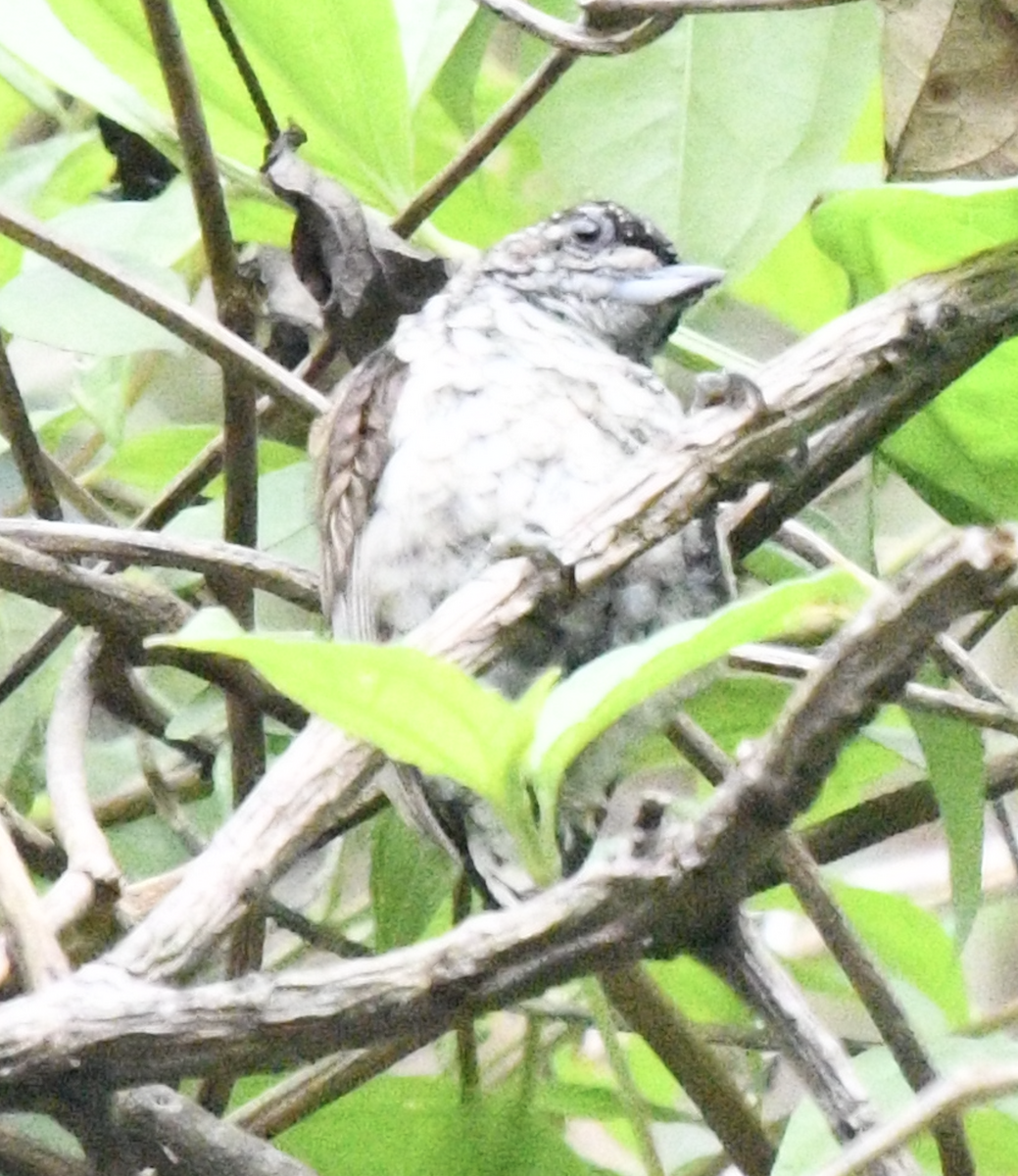 Scaled Piculet - ML638039255