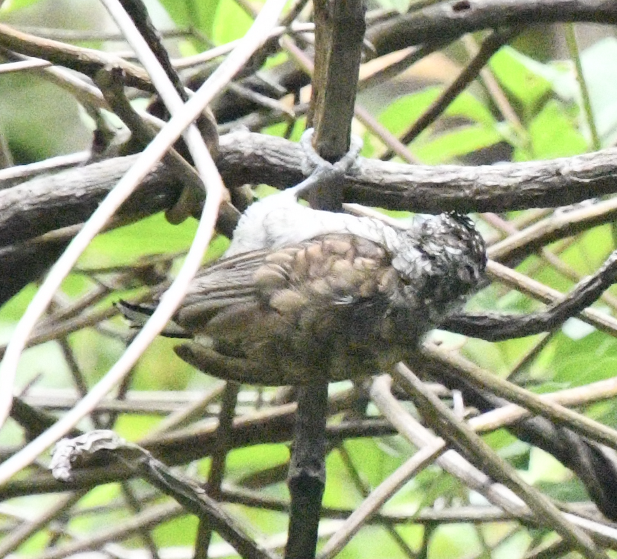 Scaled Piculet - ML638039256