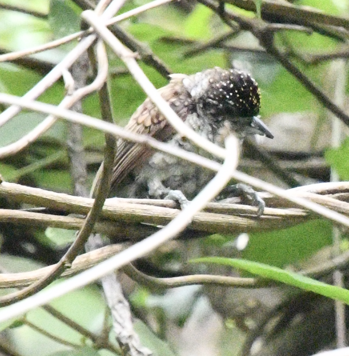 Scaled Piculet - ML638039258