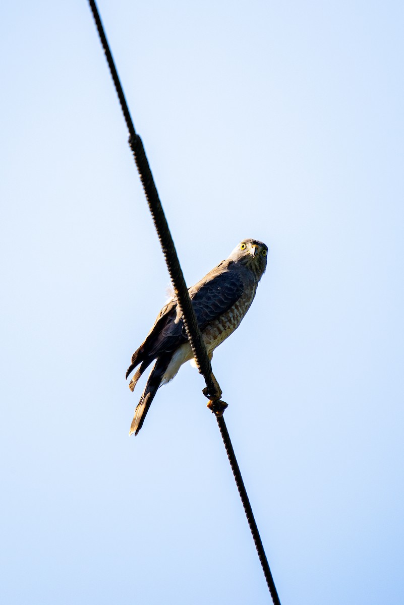 オオハシノスリ - ML638039271