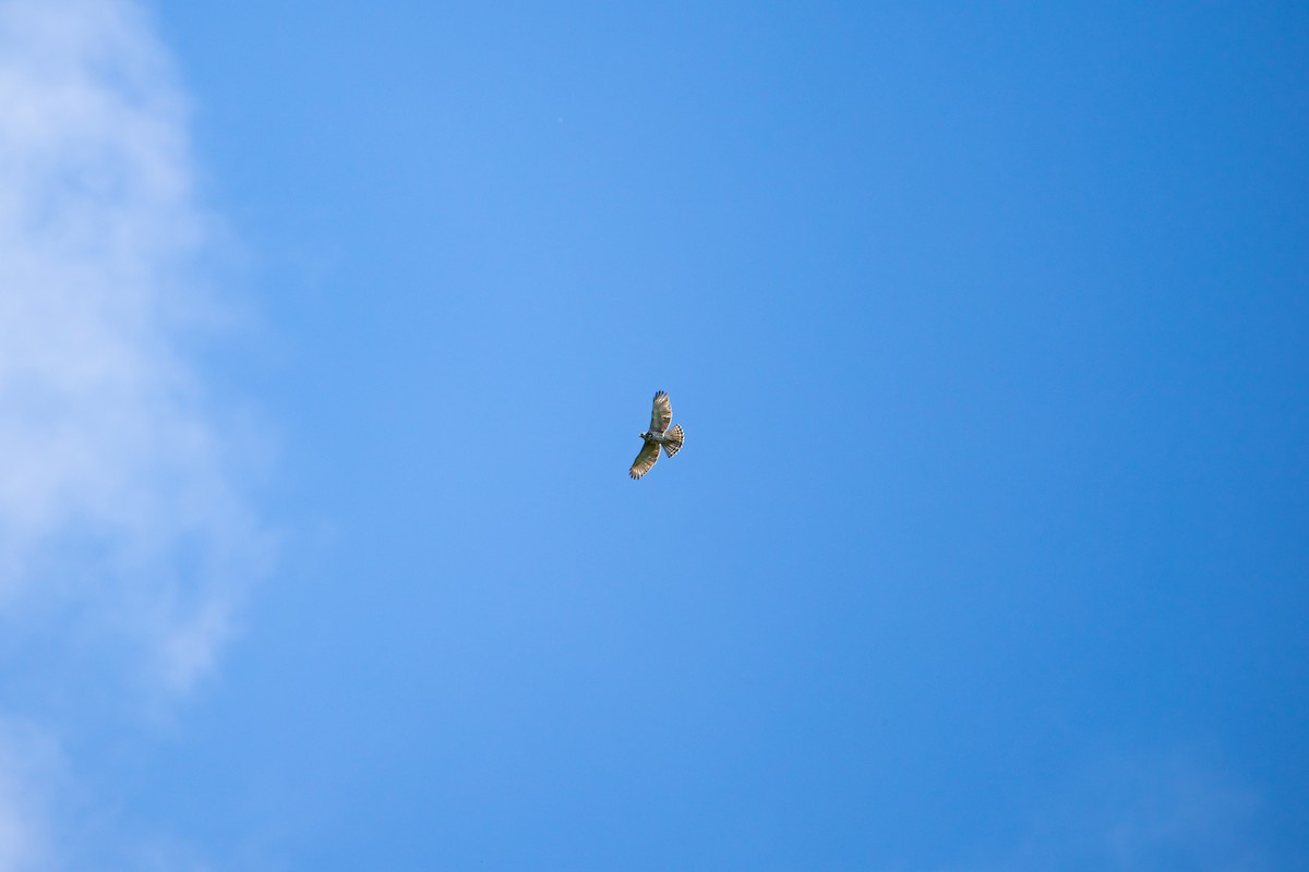 ハネビロノスリ - ML638039280