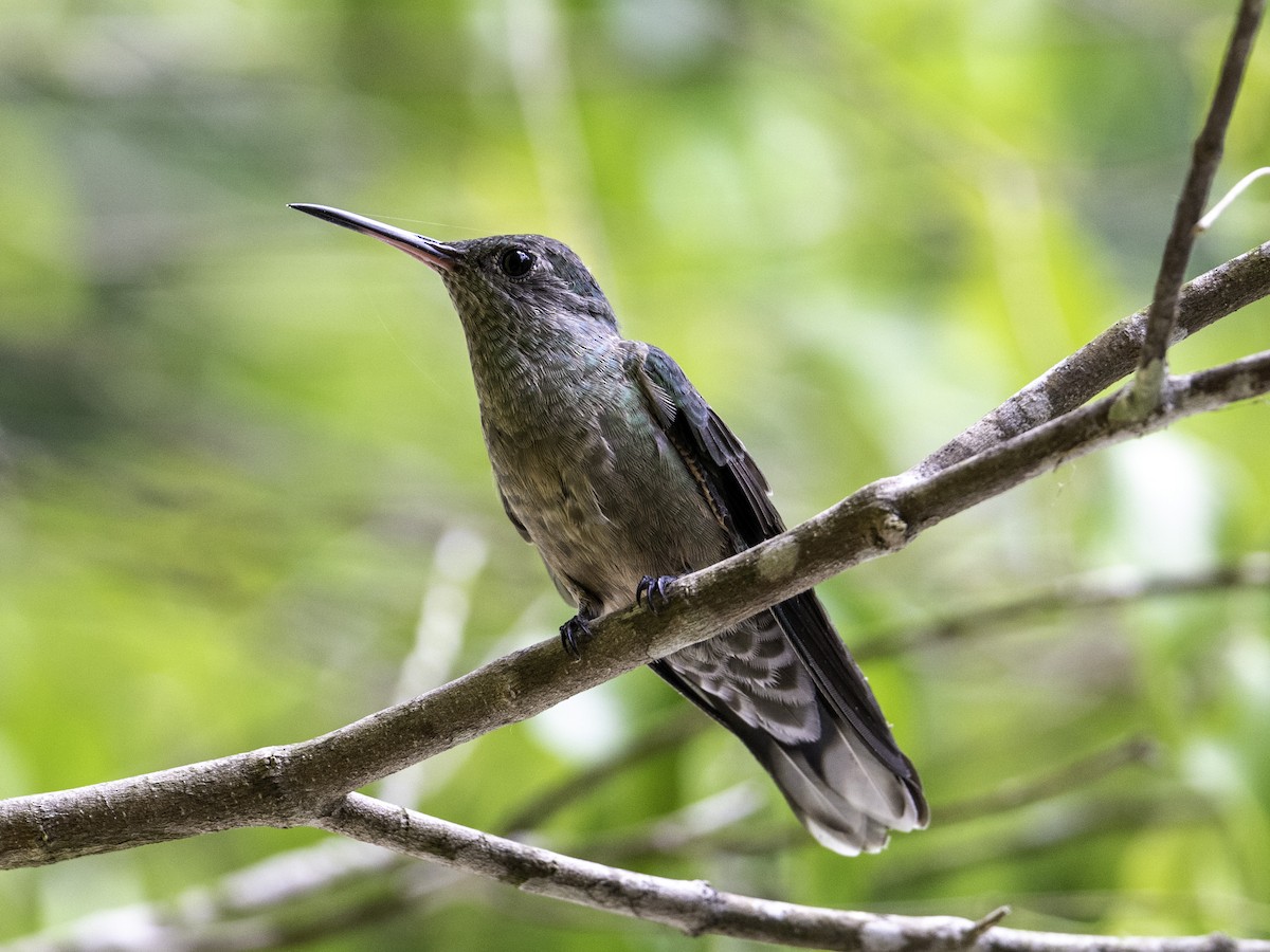 Scaly-breasted Hummingbird - ML638039286