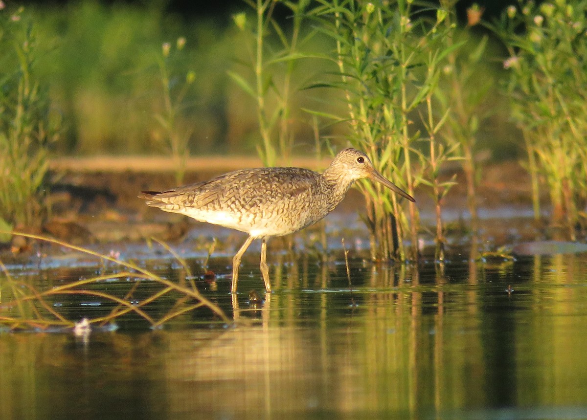 Willet - ML638039289