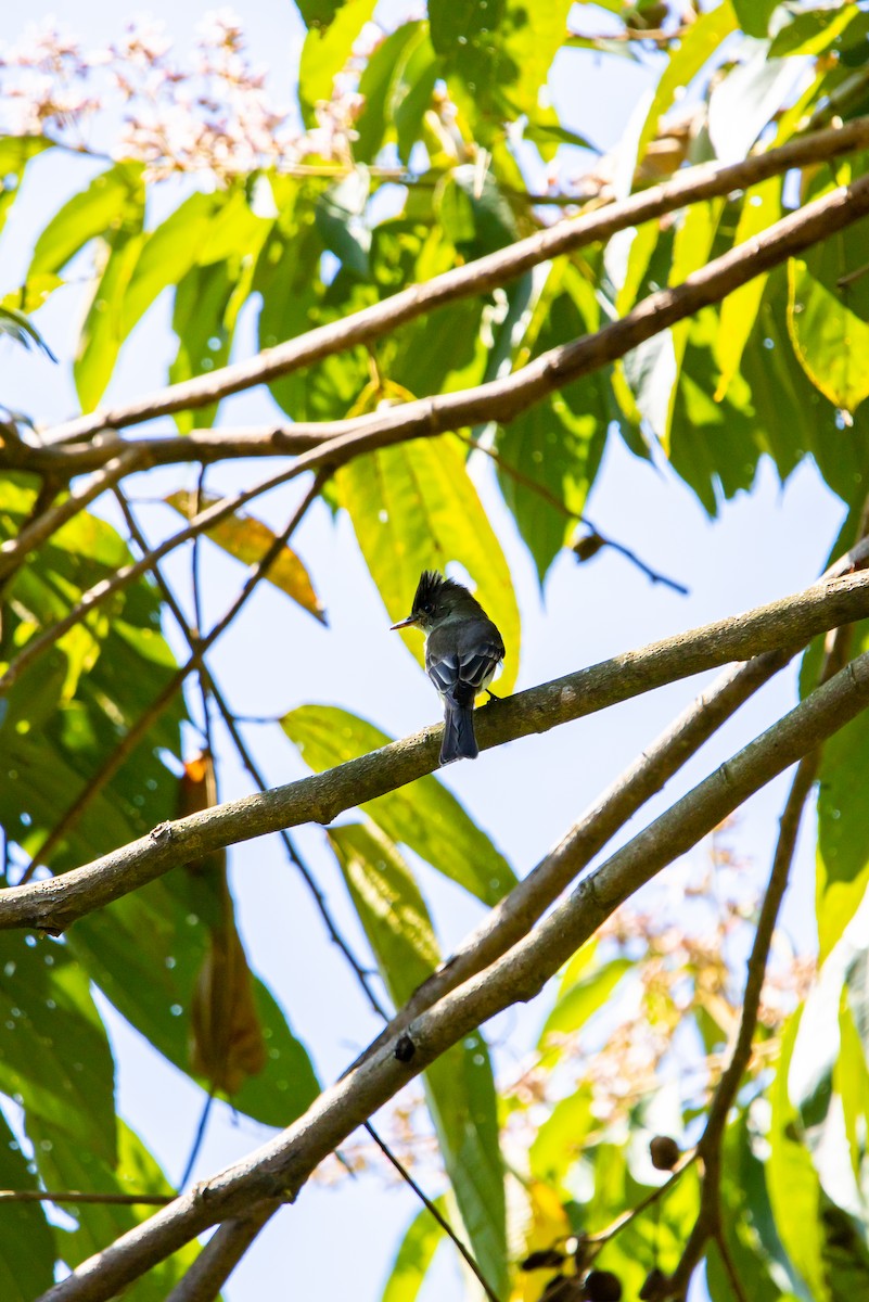 Northern Tropical Pewee - ML638039290