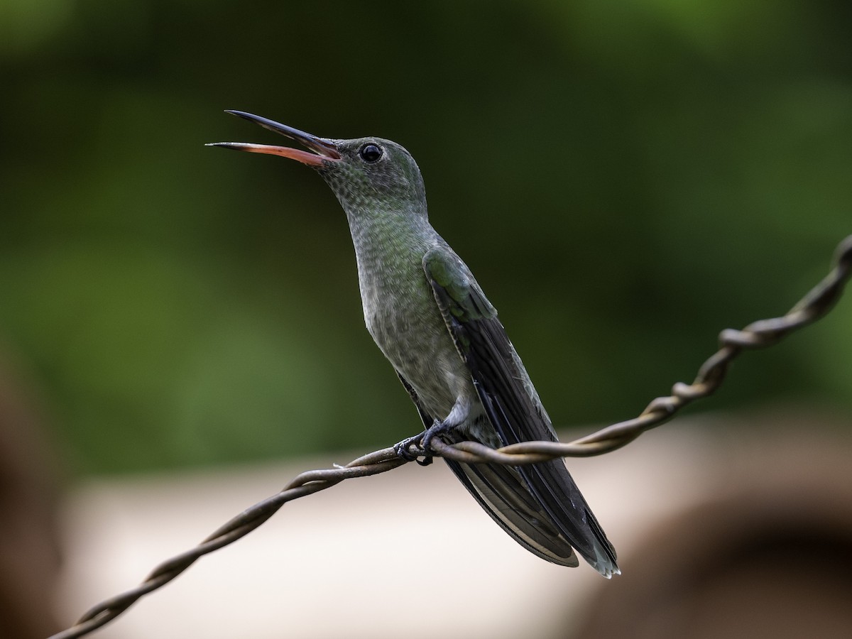 Scaly-breasted Hummingbird - ML638039291