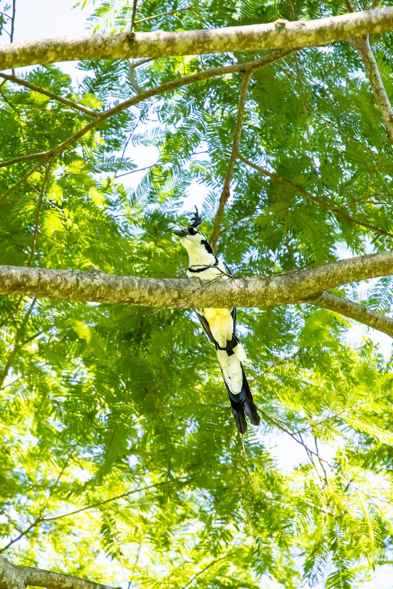 カンムリサンジャク - ML638039297