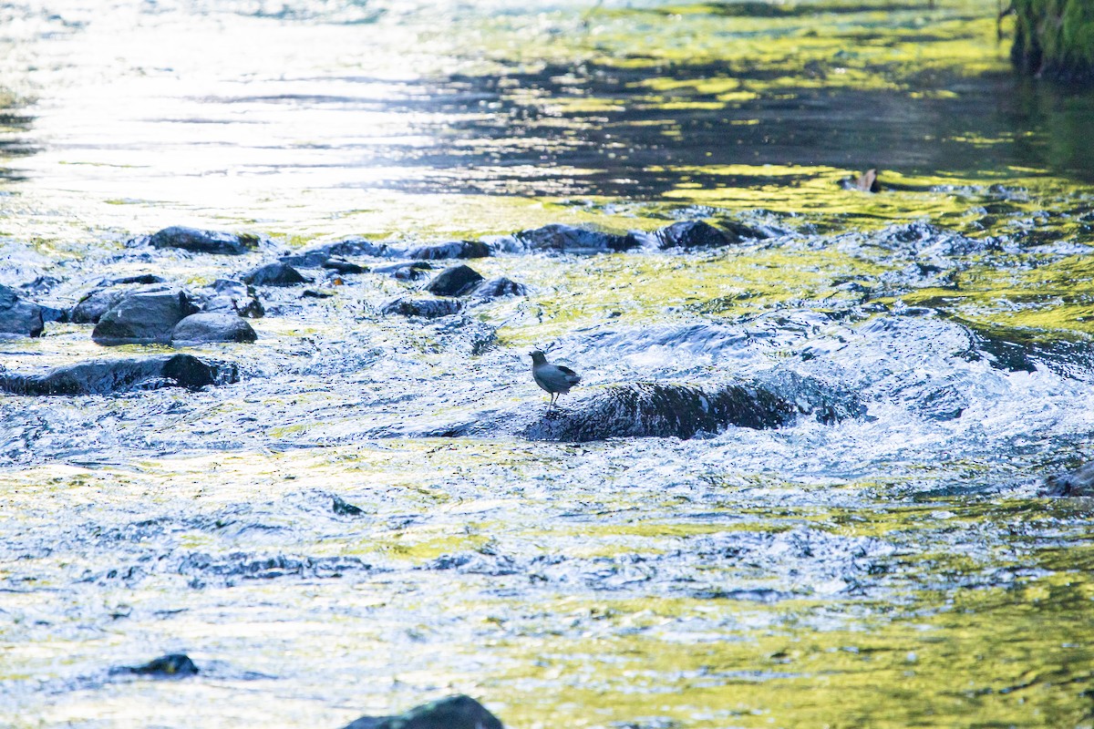 メキシコカワガラス - ML638039302