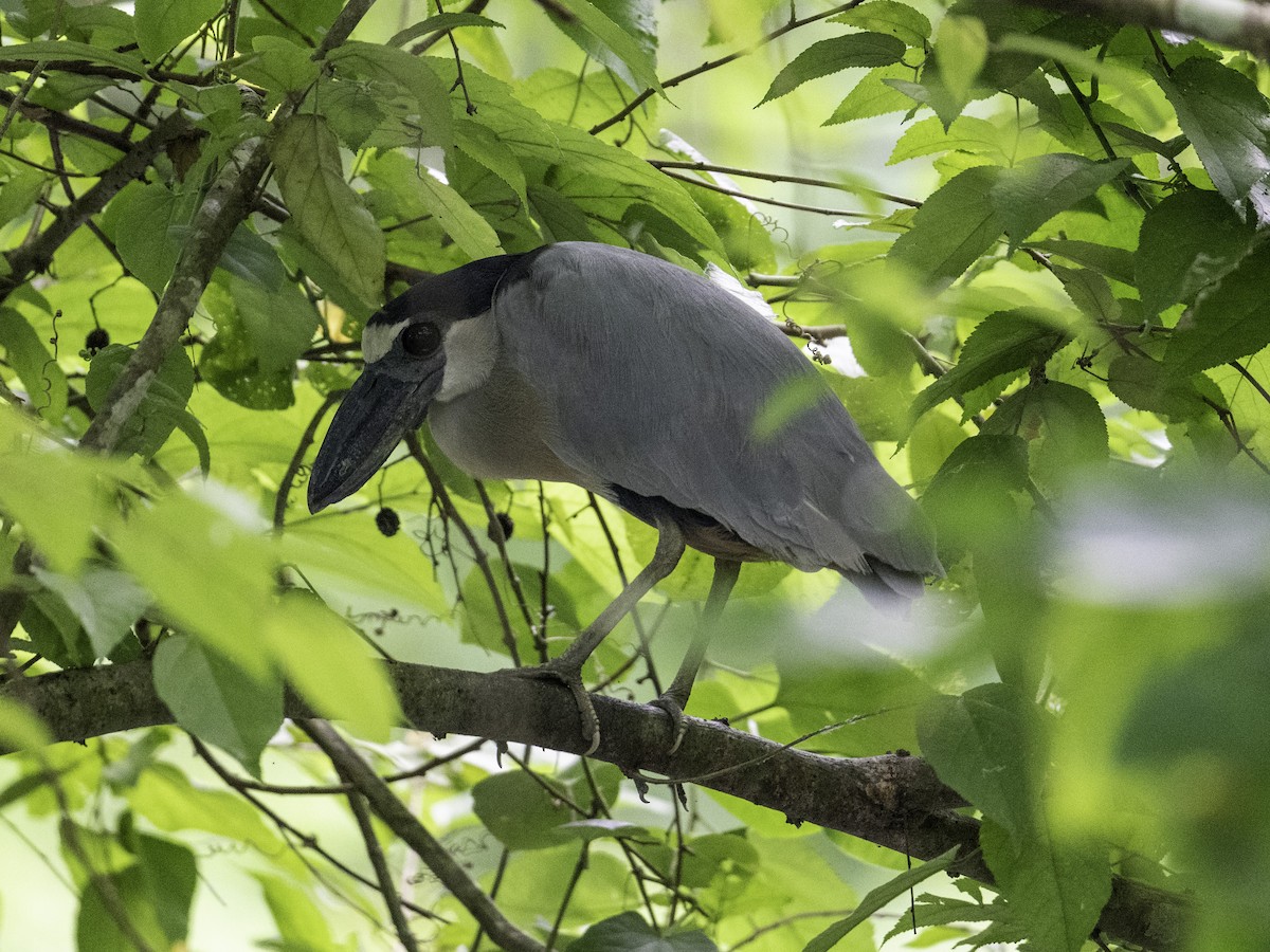 Boat-billed Heron - ML638039322