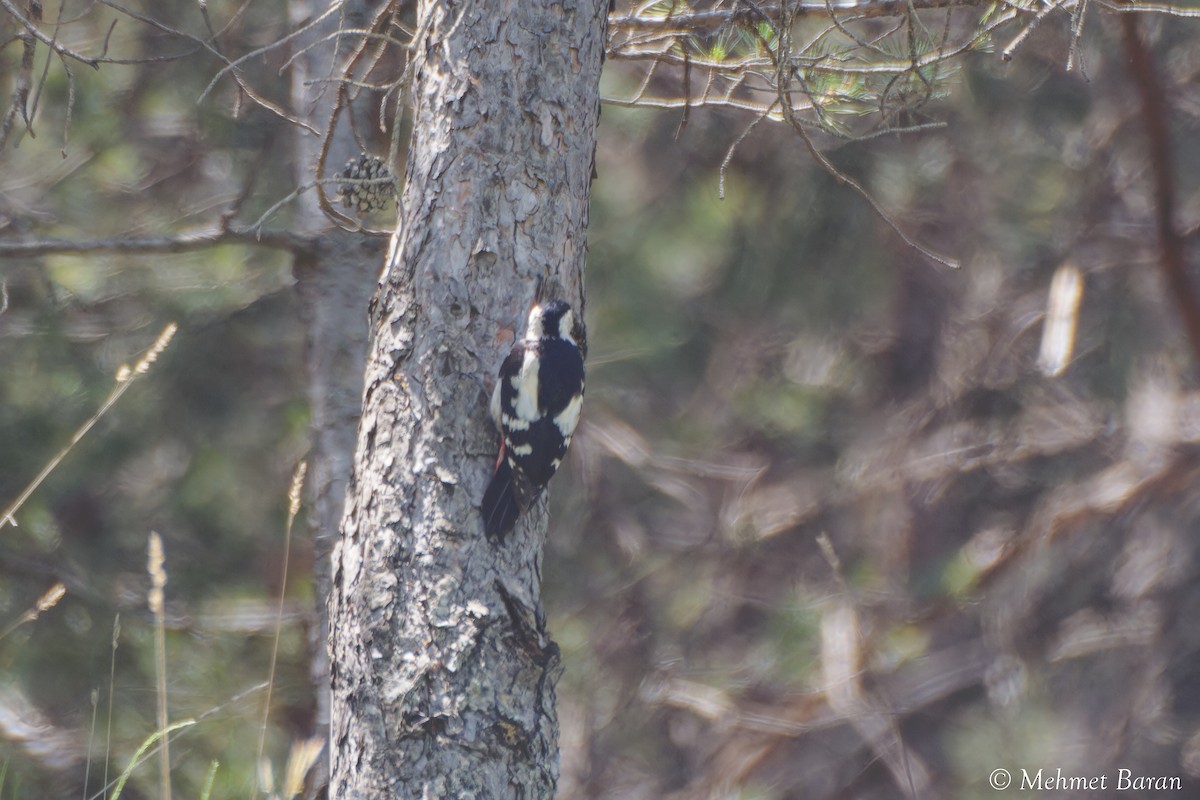 Syrian Woodpecker - ML638039323