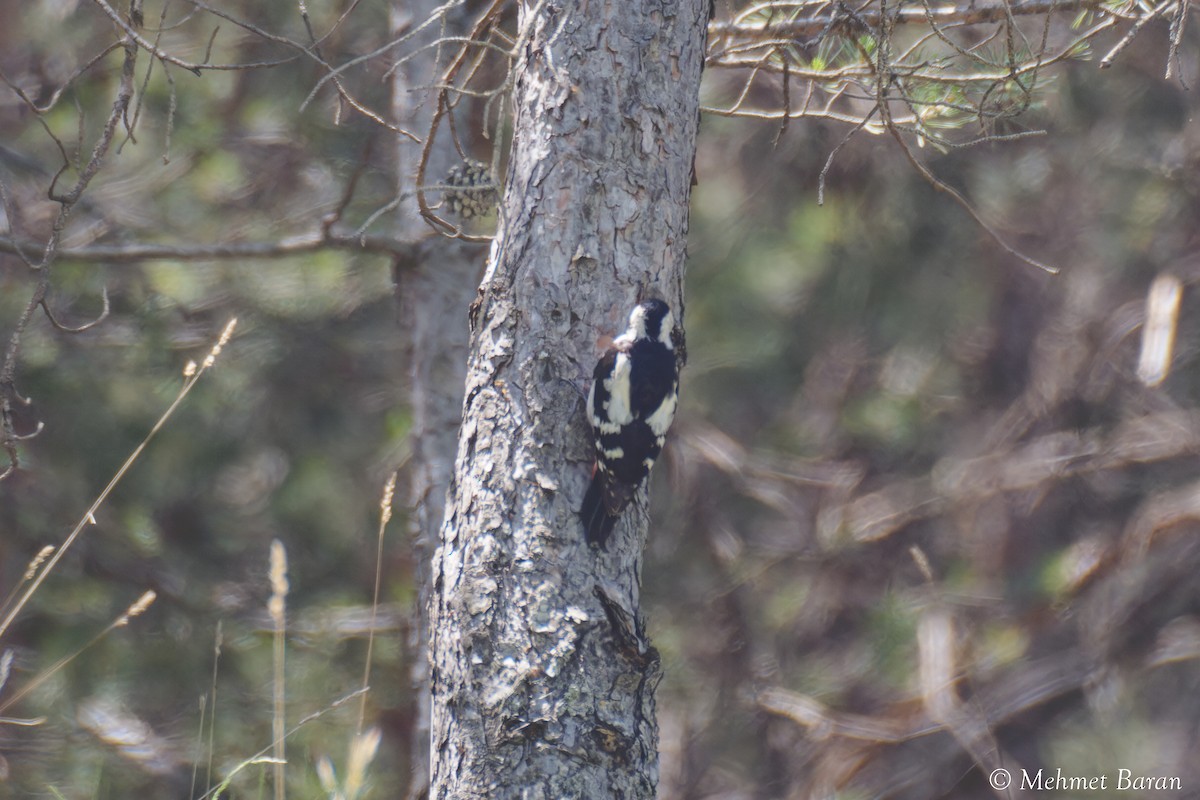 Syrian Woodpecker - ML638039324