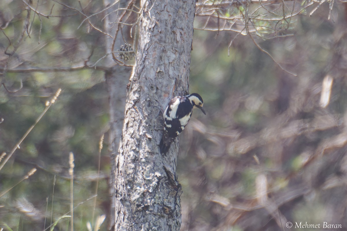 Syrian Woodpecker - ML638039325