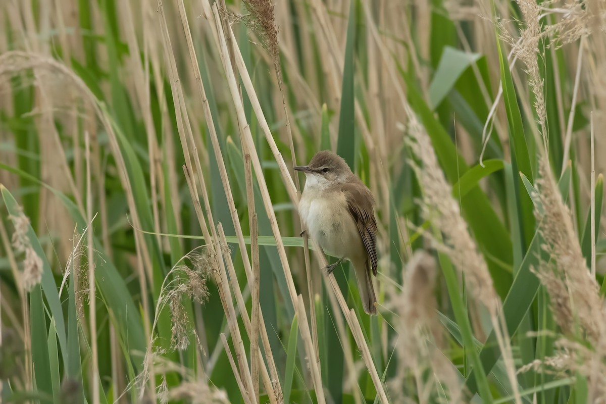 Great Reed Warbler - ML638039336