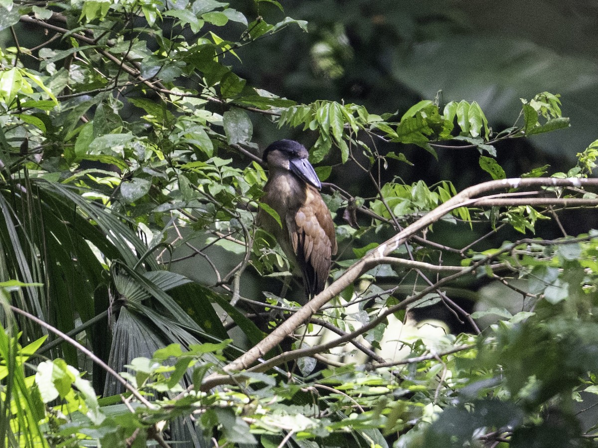 Boat-billed Heron - ML638039353