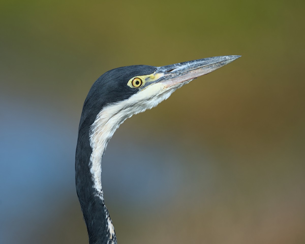Black-headed Heron - ML638039363