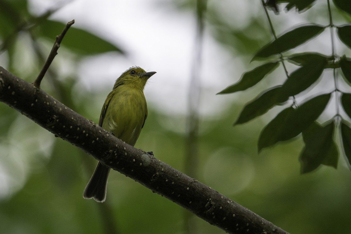 Ochre-lored Flatbill - ML638039369