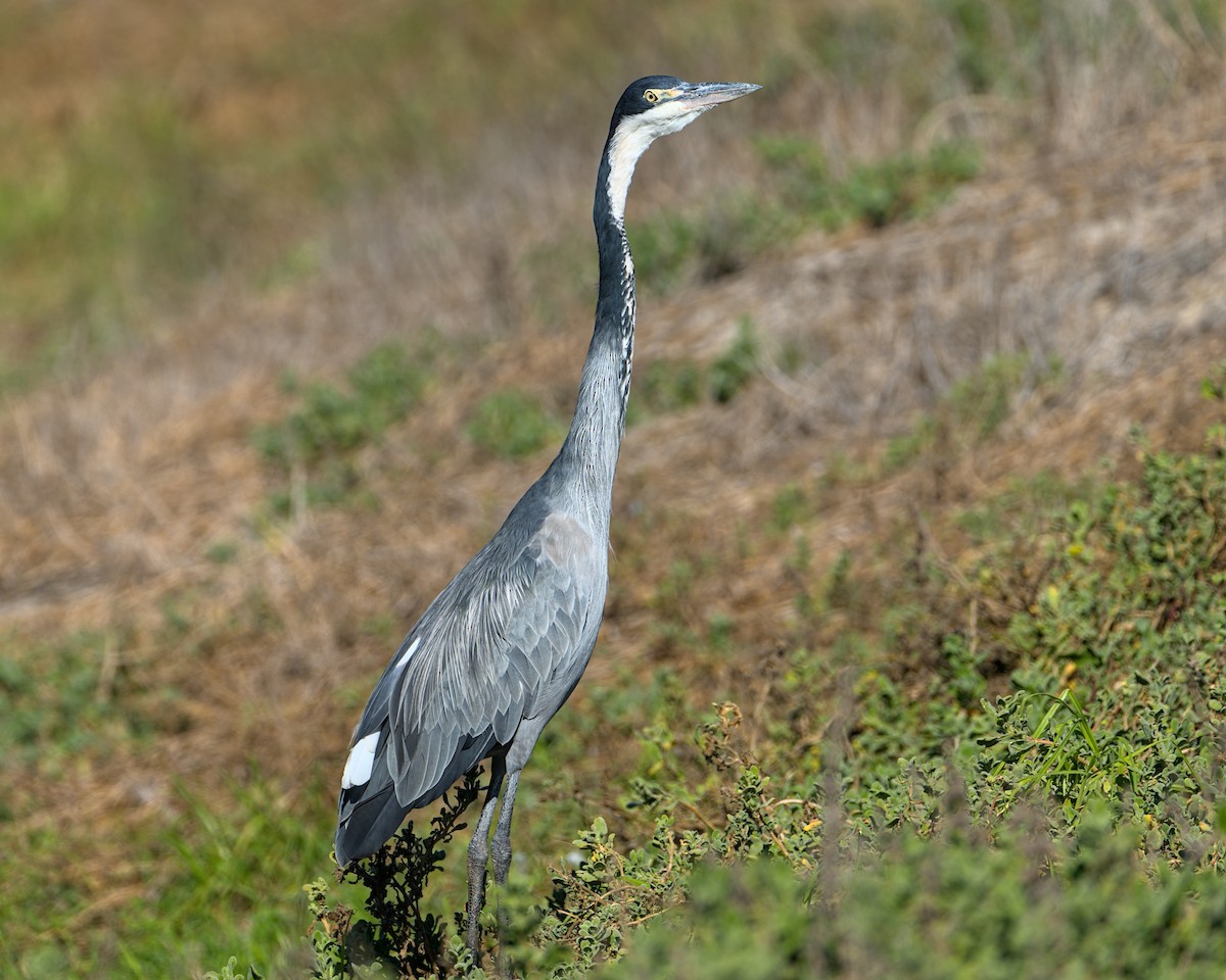 Black-headed Heron - ML638039375