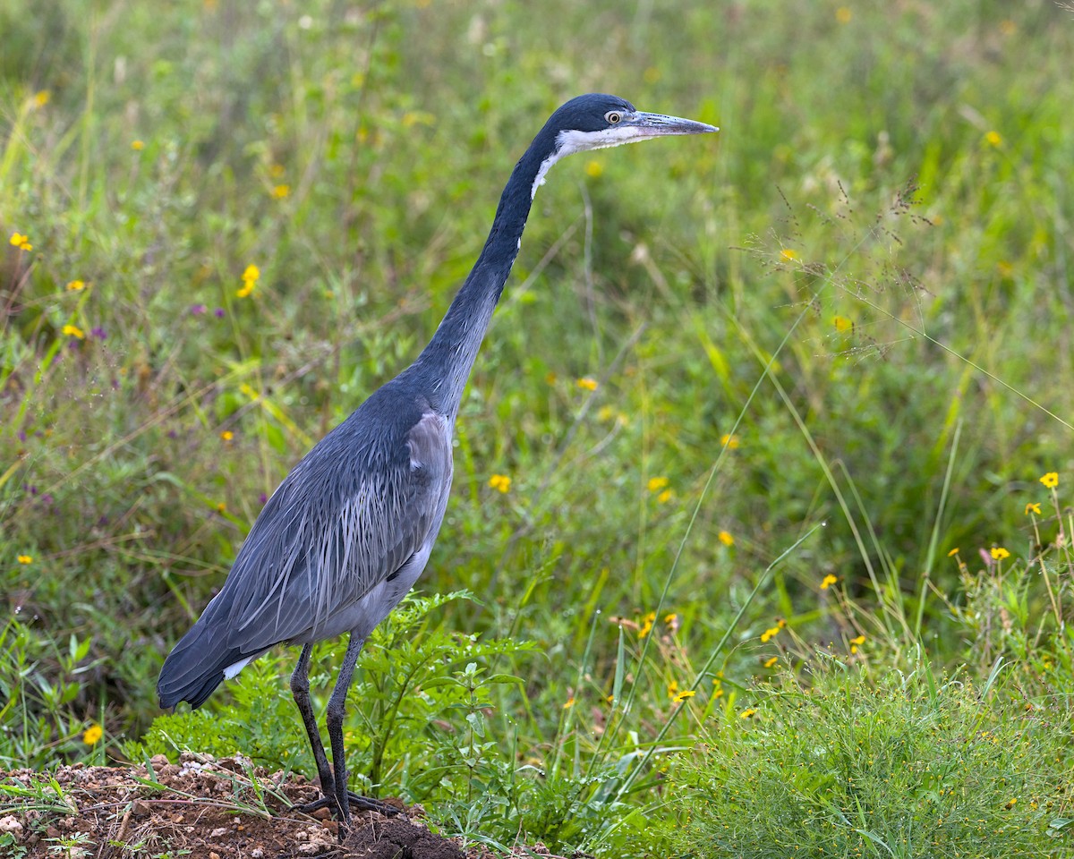 Black-headed Heron - ML638039381