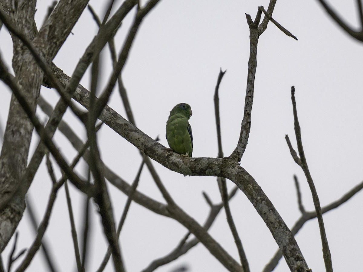 Spectacled Parrotlet - ML638039382