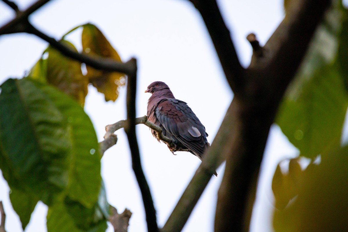 Red-billed Pigeon - ML638039398