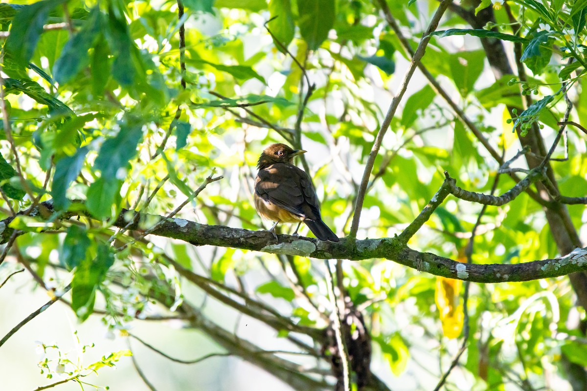 バフムジツグミ - ML638039406