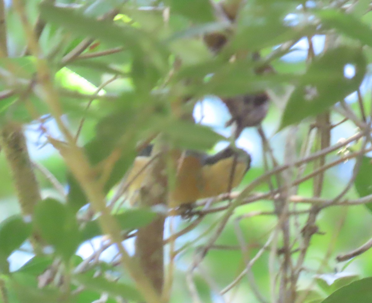 Fawn-breasted Tanager - ML638039436