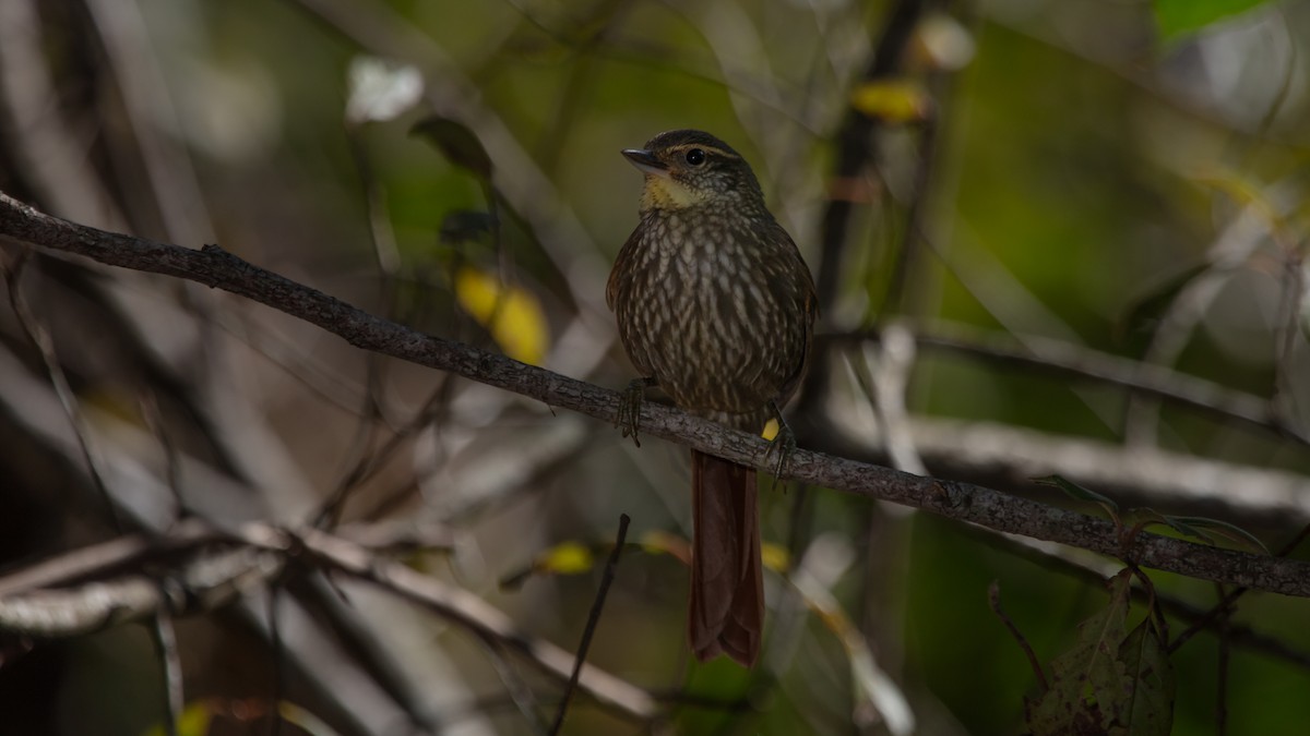 Buff-browed Foliage-gleaner - ML638039451