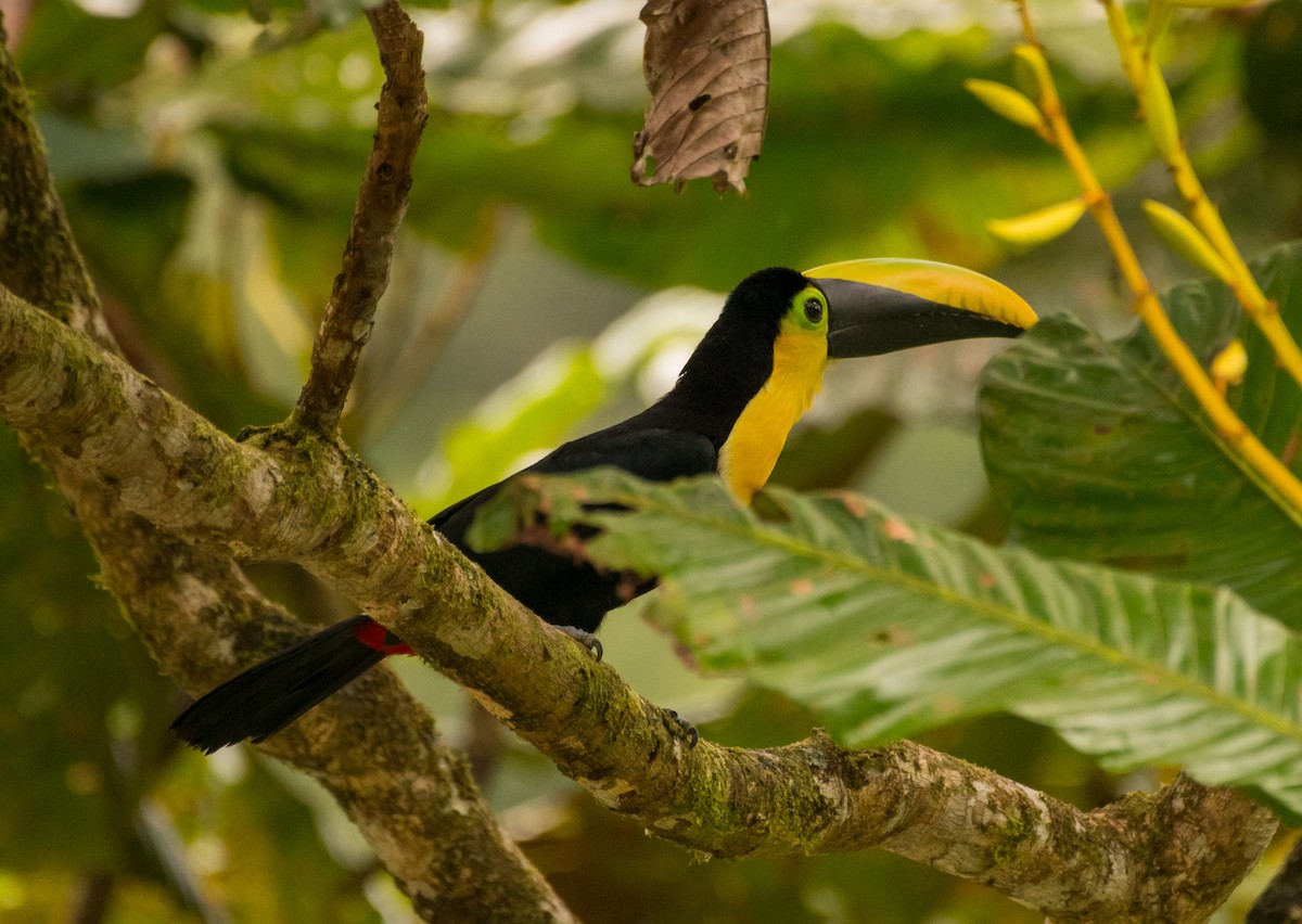 Choco Toucan - ML638039458