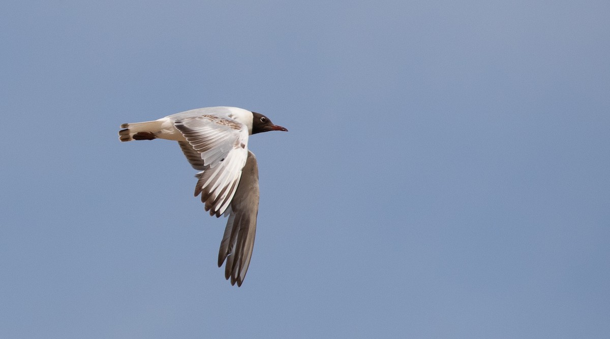 Black-headed Gull - ML638039459