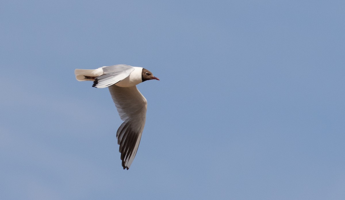 Black-headed Gull - ML638039462