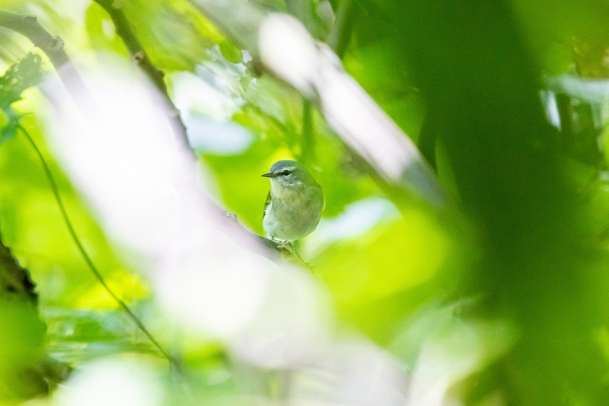 マミジロアメリカムシクイ - ML638039469