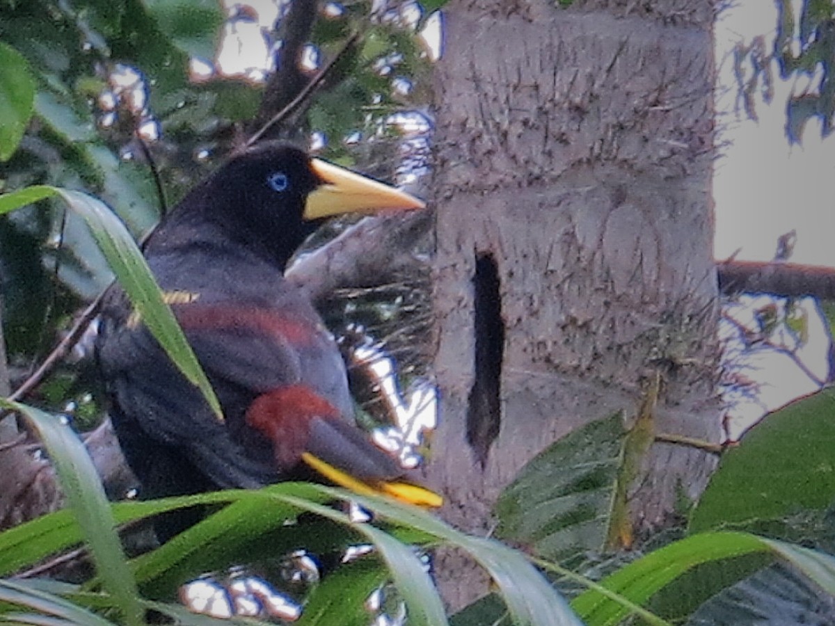 Crested Oropendola - ML638039471