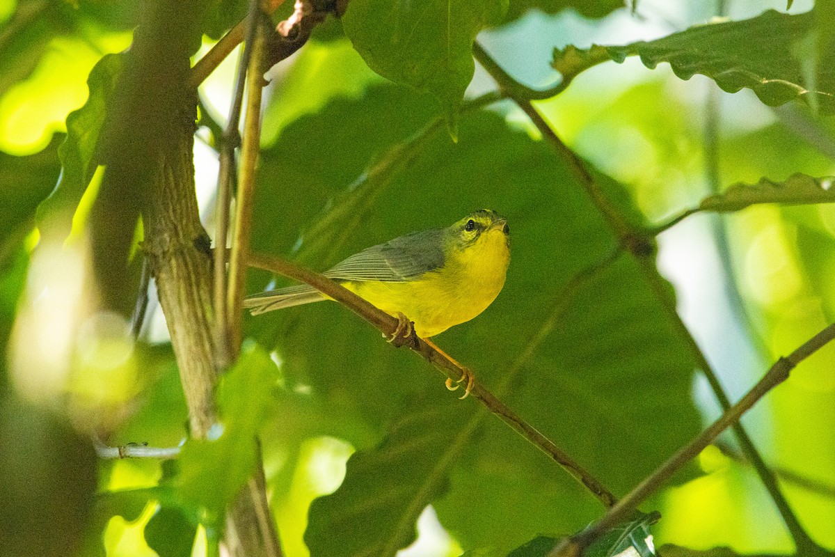 キンイタダキアメリカムシクイ - ML638039472