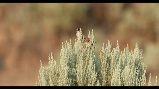 Sage Thrasher - ML638039479
