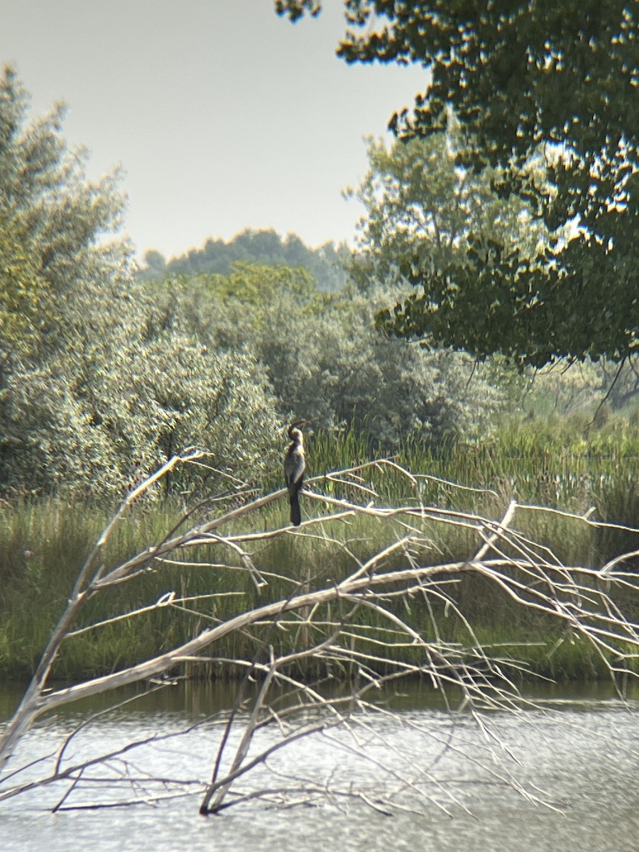 Anhinga - ML638039488