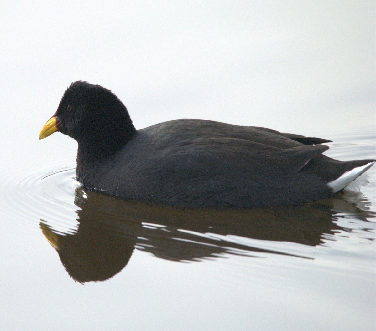 Red-fronted Coot - ML638039502