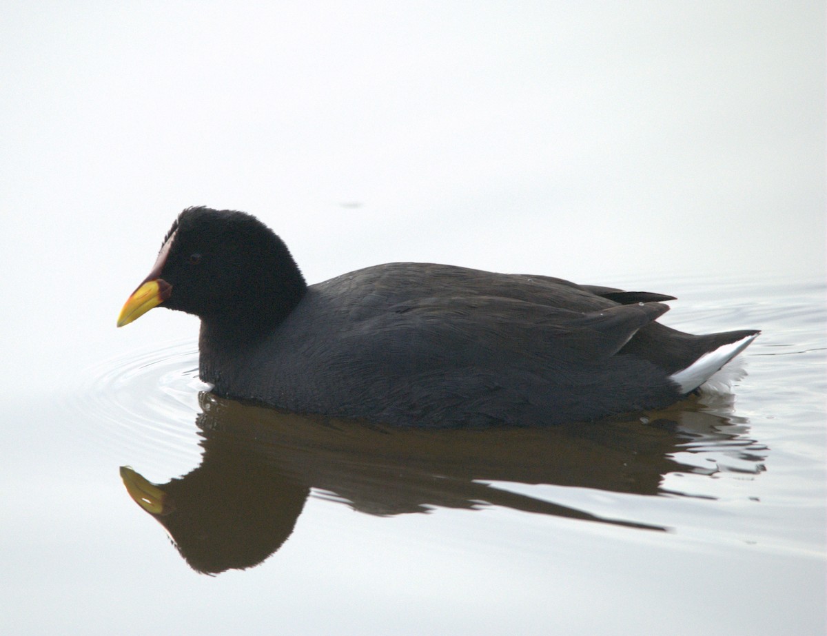 Red-fronted Coot - ML638039504