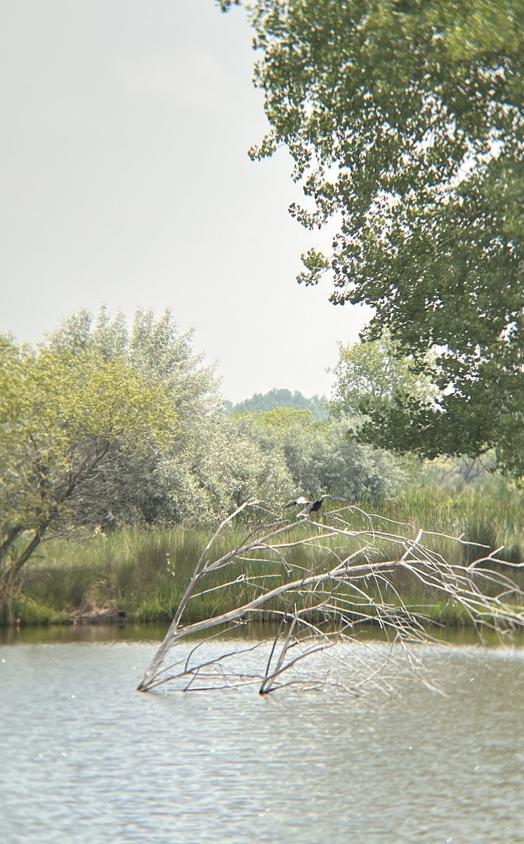 Anhinga - ML638039507