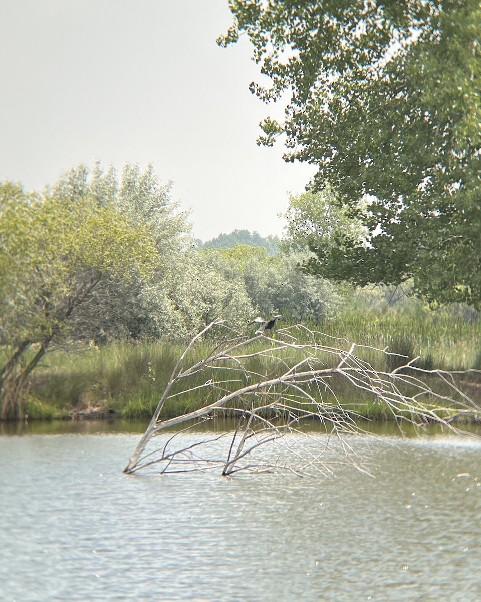 Anhinga - ML638039511