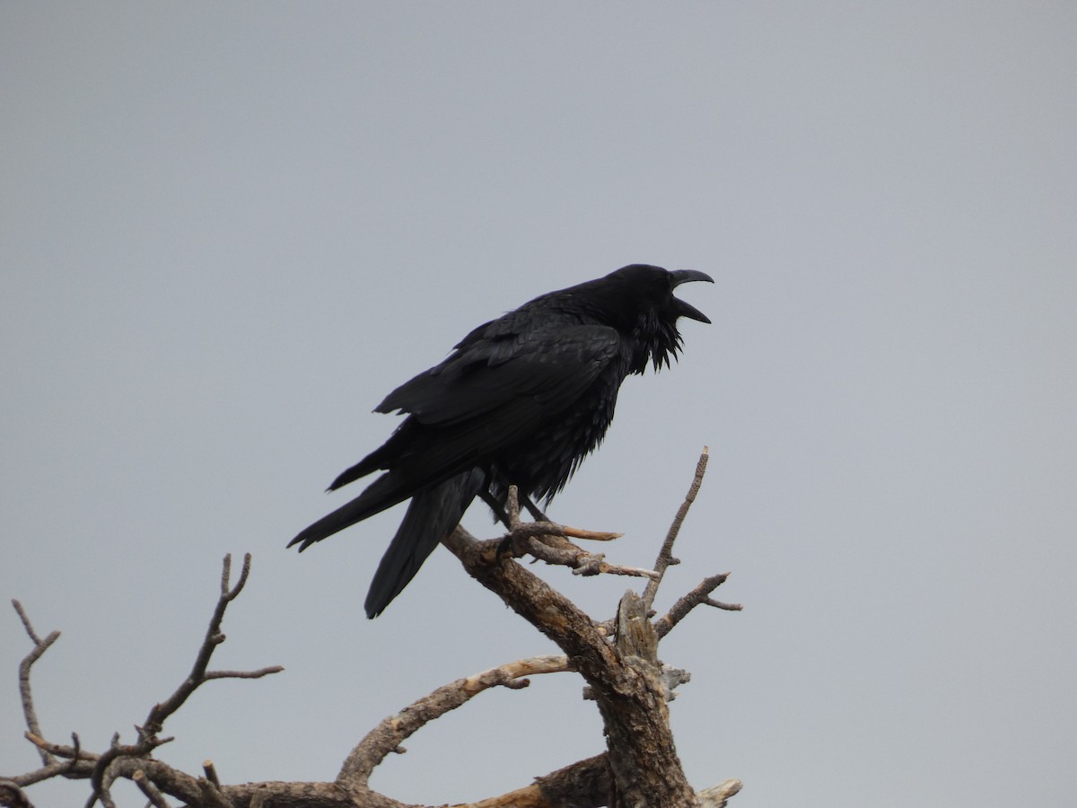 Common Raven - ML638039513