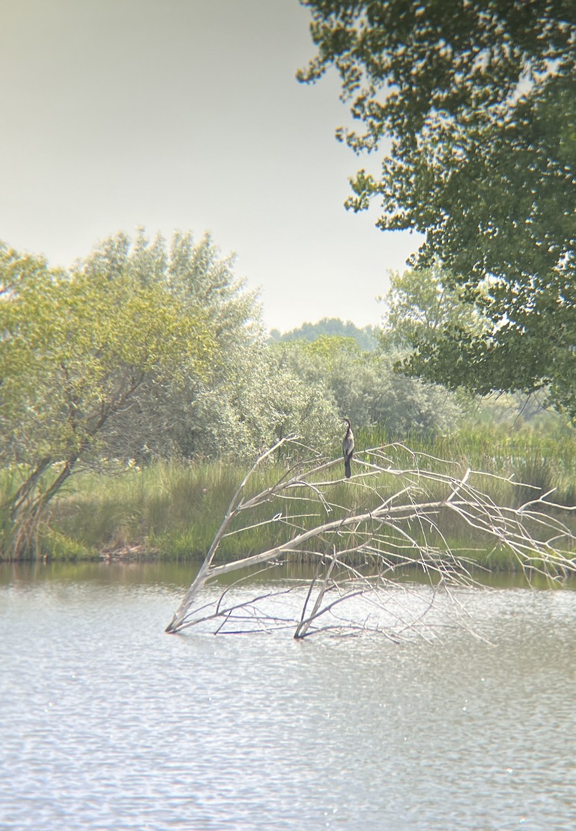 Anhinga - ML638039516