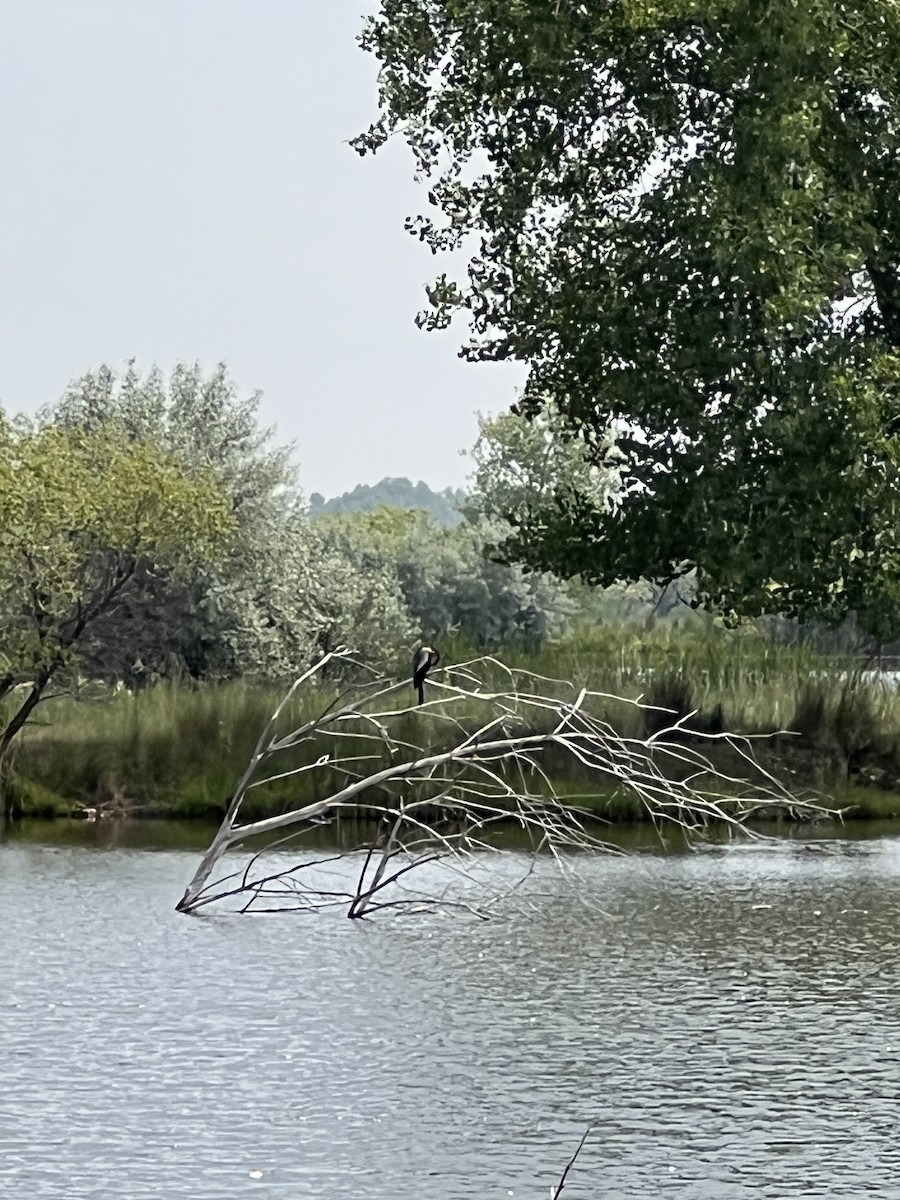 Anhinga - ML638039521