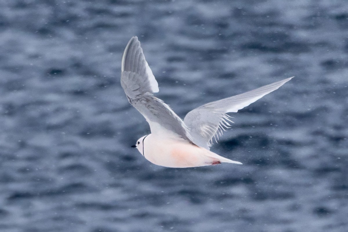 Ross's Gull - ML638039530