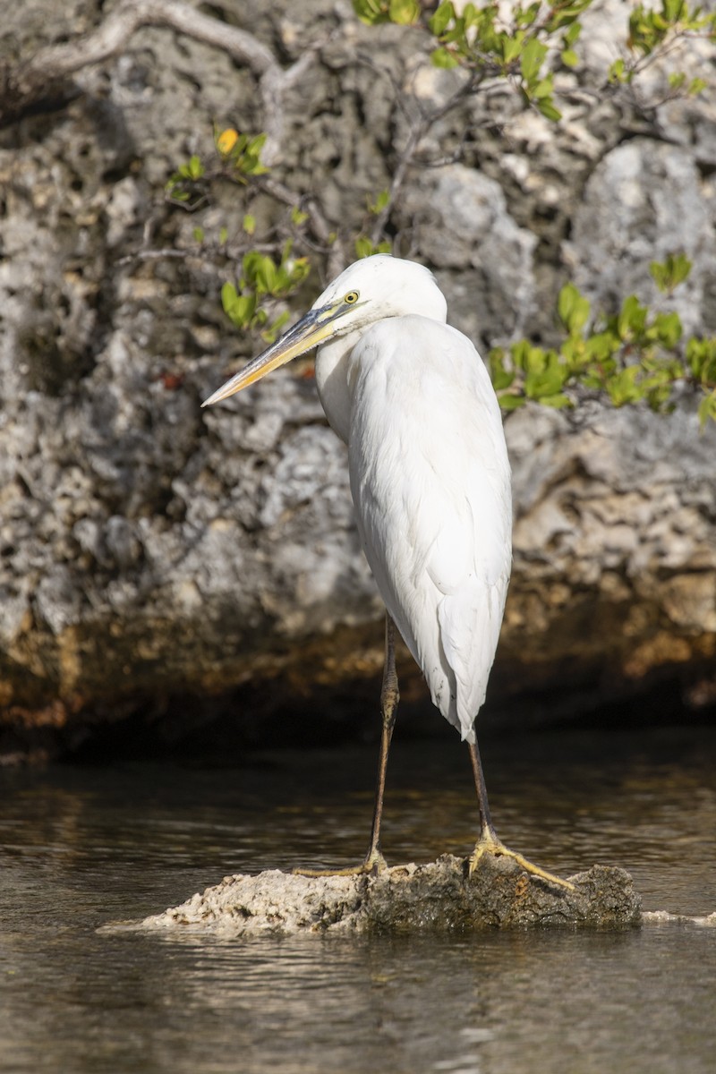 Great Blue Heron (Great White) - ML638039552