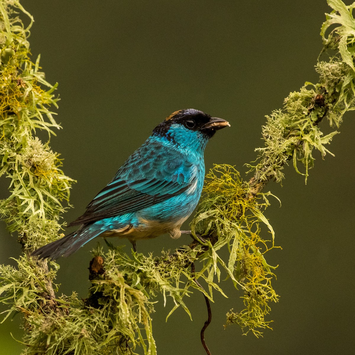 Golden-naped Tanager - ML638039593