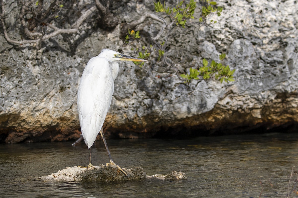 Great Blue Heron (Great White) - ML638039594