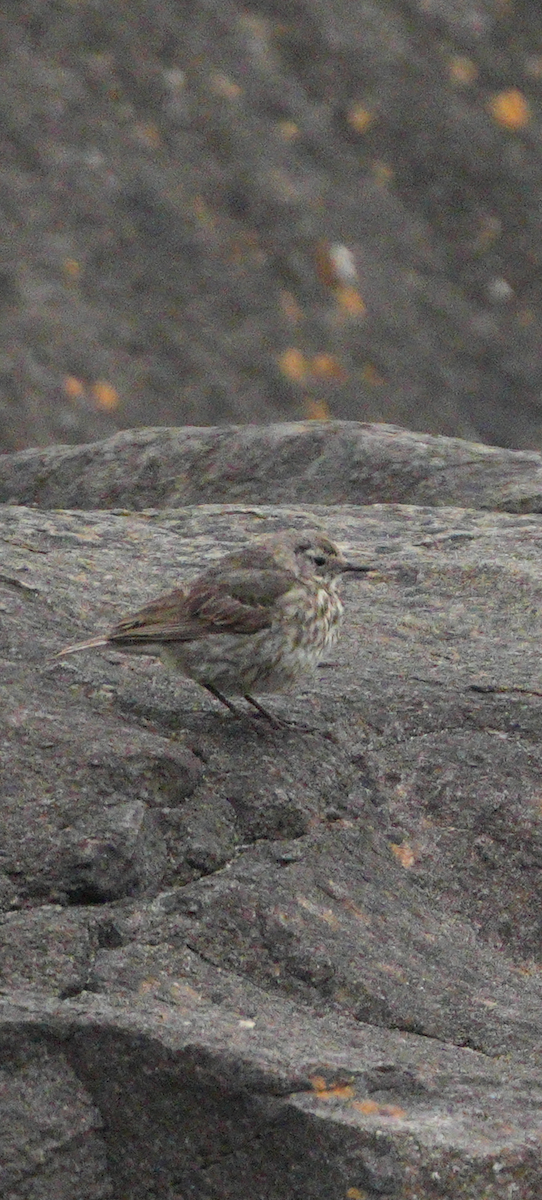 Rock Pipit - ML638039596