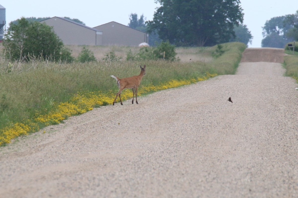 White-tailed Deer - ML638039663