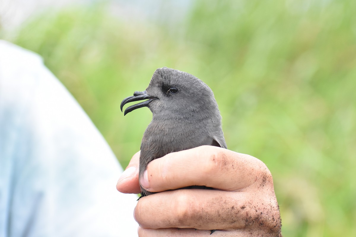Leach's Storm-Petrel - ML638039759